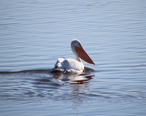 American White Pelican photographed in North Carolina