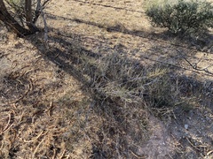 Ephedra antisyphilitica