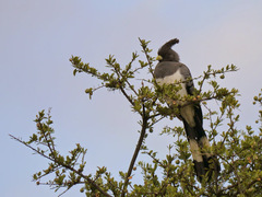 Corythaixoides leucogaster