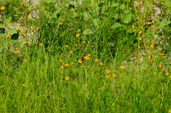 Melampodium linearilobum