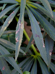 Microsphaeropsis hellebori