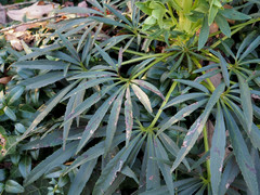 Microsphaeropsis hellebori