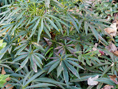 Microsphaeropsis hellebori