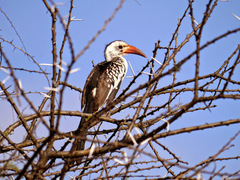 Tockus erythrorhynchus