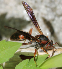Polistes fuscatus