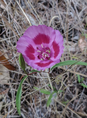 Clarkia gracilis sonomensis