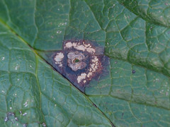 Microsphaeropsis hellebori