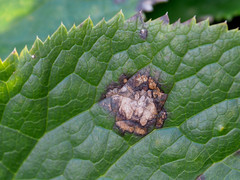 Microsphaeropsis hellebori