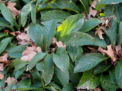 Microsphaeropsis hellebori