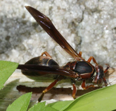 Polistes fuscatus
