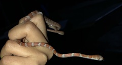 Imantodes gemmistratus