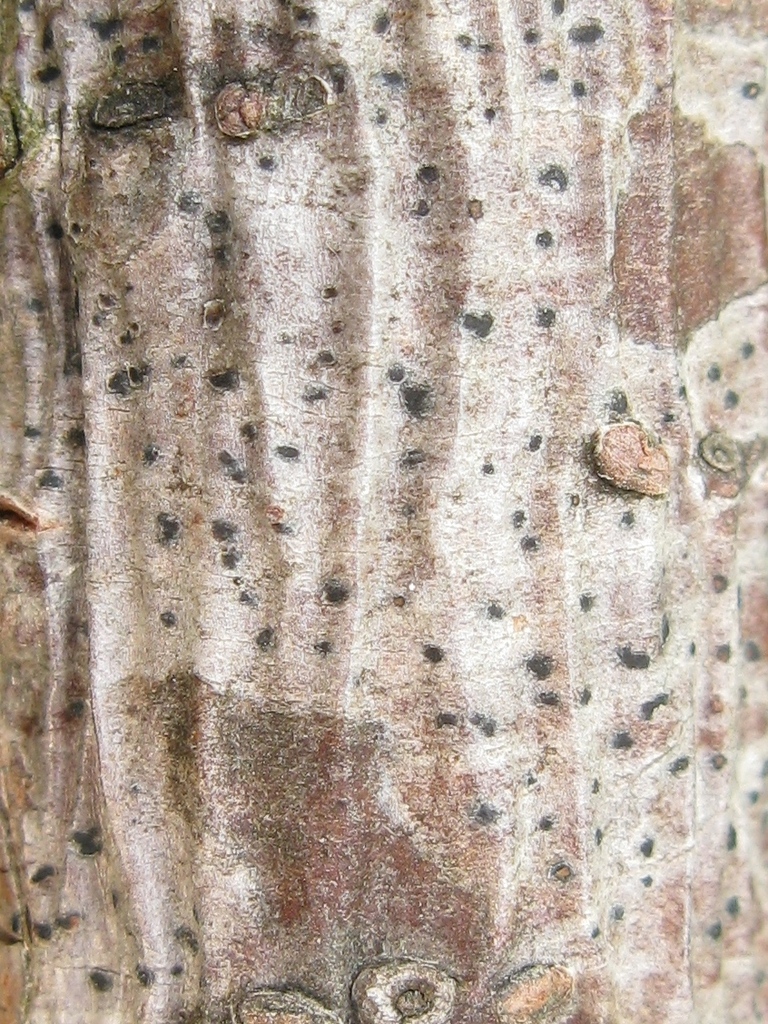 Arthonia hypobela