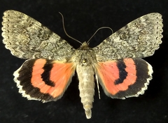 Catocala californica