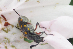 Ceroctis bohemanni
