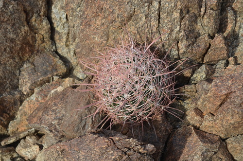Fire Barrel Cactus