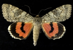 Catocala californica