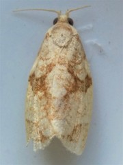 Adoxophyes negundana