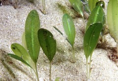 Halophila australis