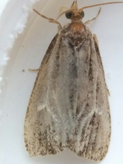 Olethreutes quadrifidum