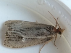 Olethreutes quadrifidum