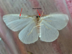 Protitame virginalis