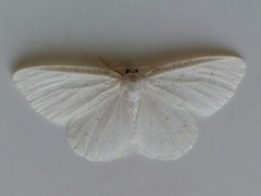 Protitame virginalis