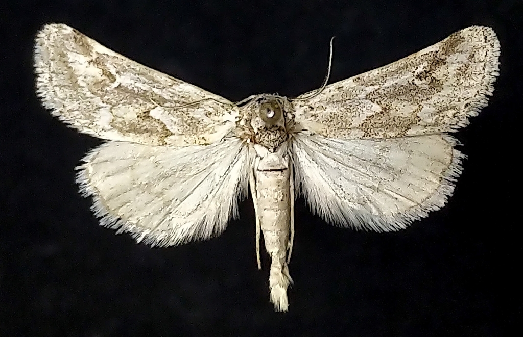 Acopa perpallida