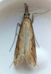 Donacaula longirostrallus