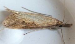 Donacaula longirostrallus