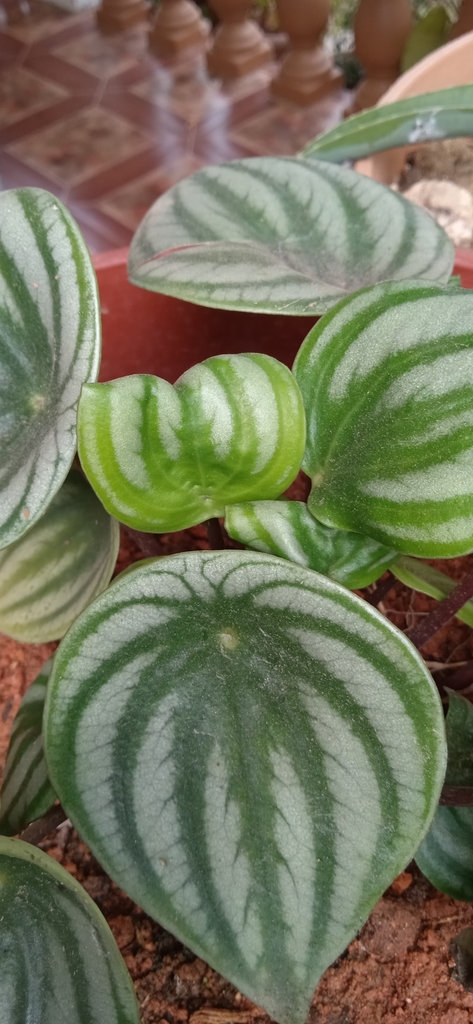 Watermelon peperomia plant in a pot