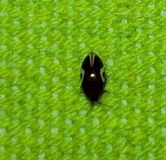 Chelonarium ornatum