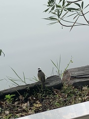 Pycnonotus sinensis