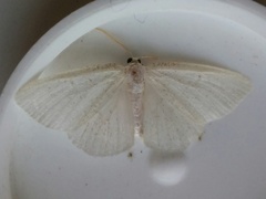 Protitame virginalis