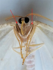 Protitame virginalis