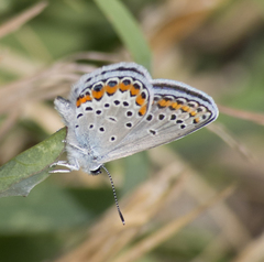 Plebejus melissa paradoxa