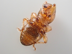 Thalasselephas testaceus