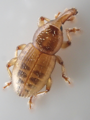 Thalasselephas testaceus