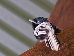 African Paradise Flycatcher photo 6