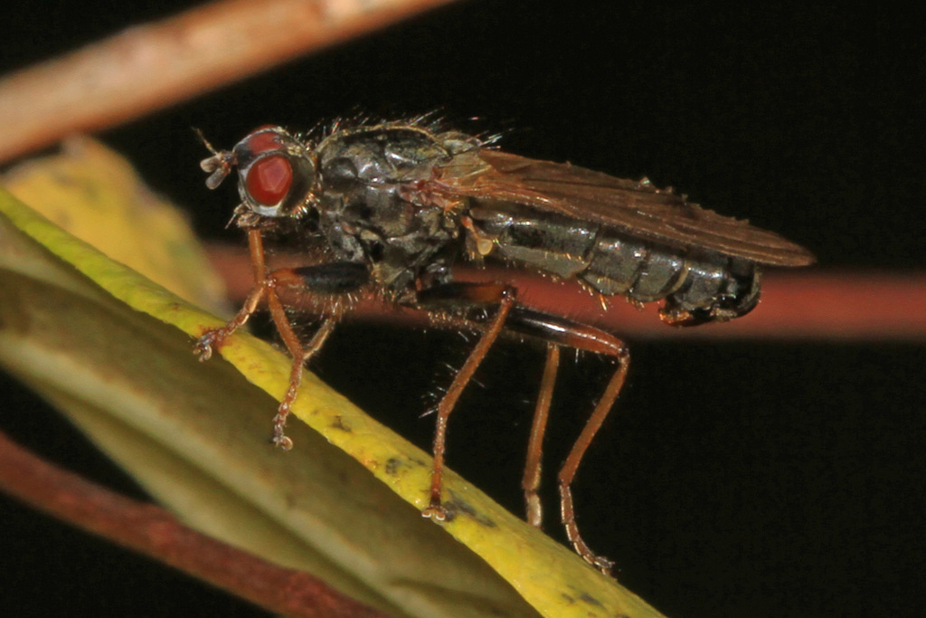 Scathophaga aldrichi