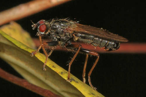 Scathophaga aldrichi
