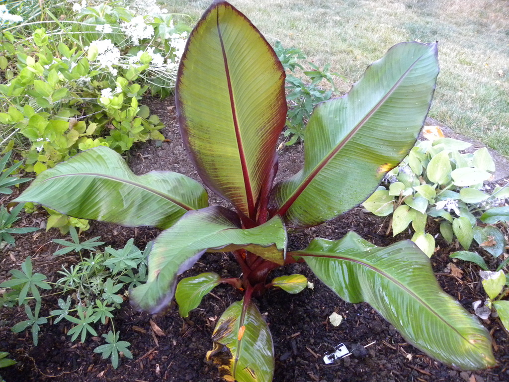 Ensete ventricosum
