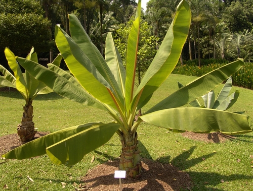 Abyssinian banana
