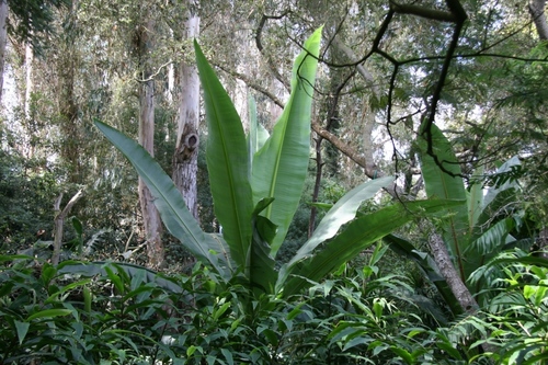 Abyssinian banana