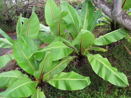 Abyssinian banana