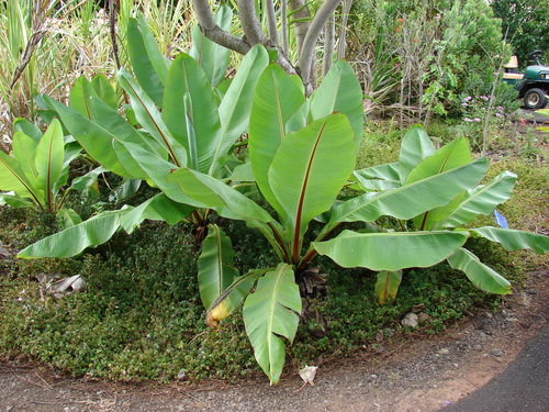 Abyssinian banana