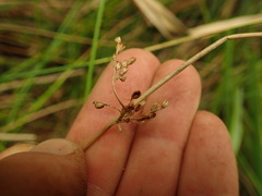 Juncus pauciflorus