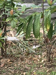 Passer montanus