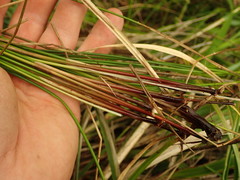 Juncus pauciflorus