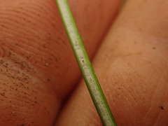 Juncus pauciflorus