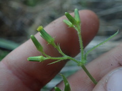 Senecio scaberulus